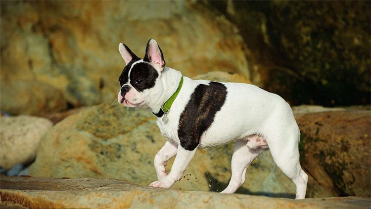 别随便摸狗狗这5个地方，很容易被咬！