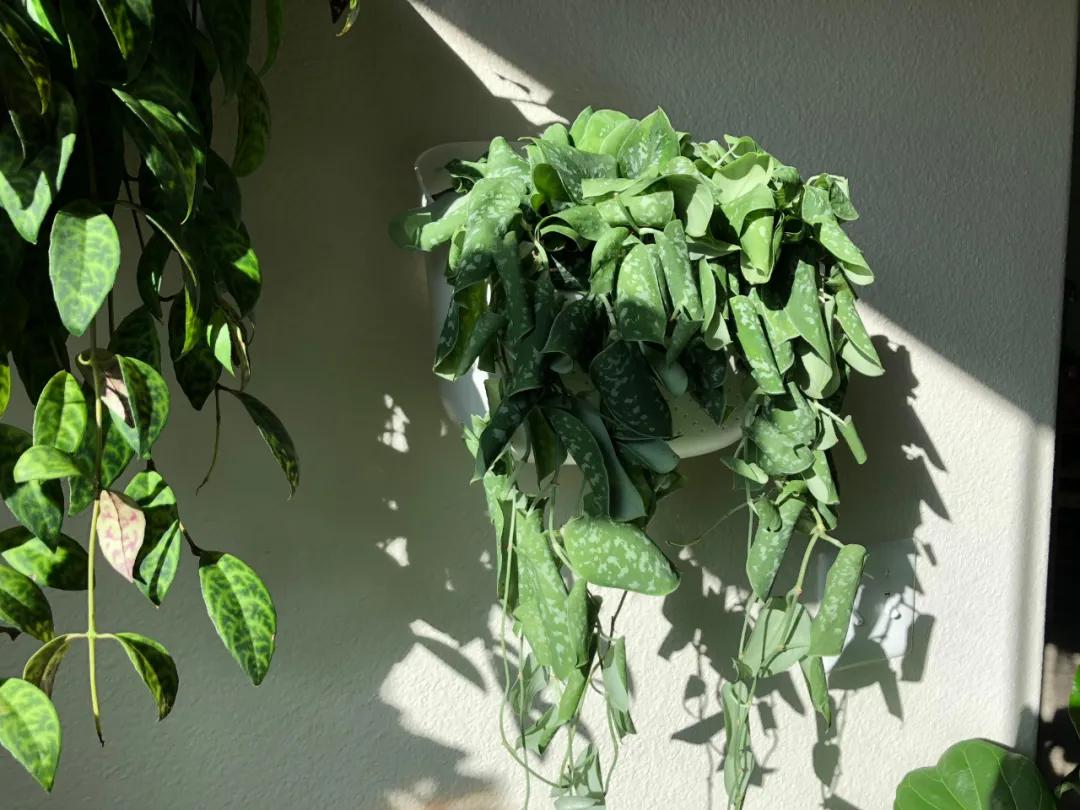 绿萝刚长出来的叶子卷曲怎么回事,水培绿萝的叶子为什么卷曲不舒展