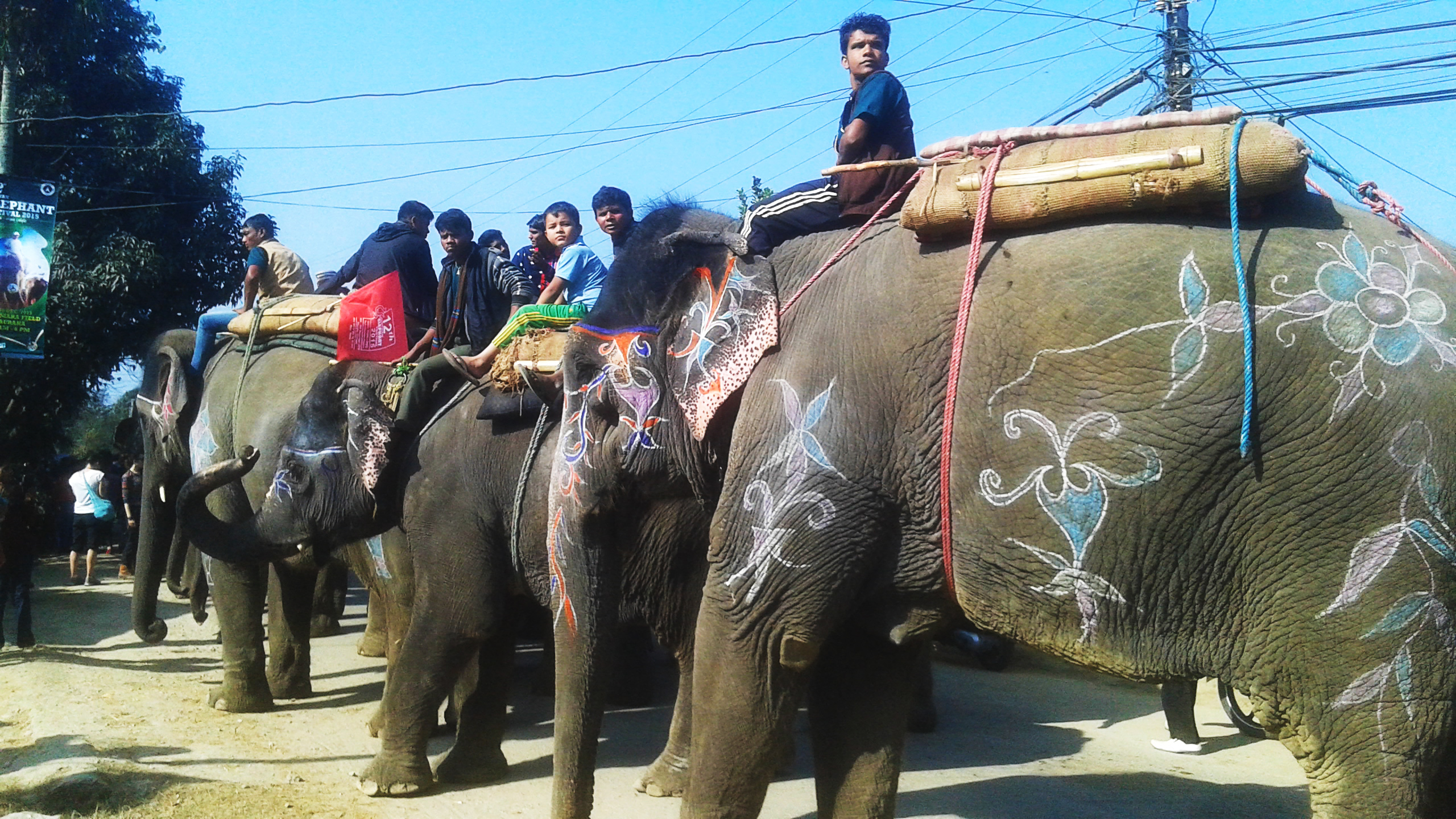 大象足球大赛,大象足球赛