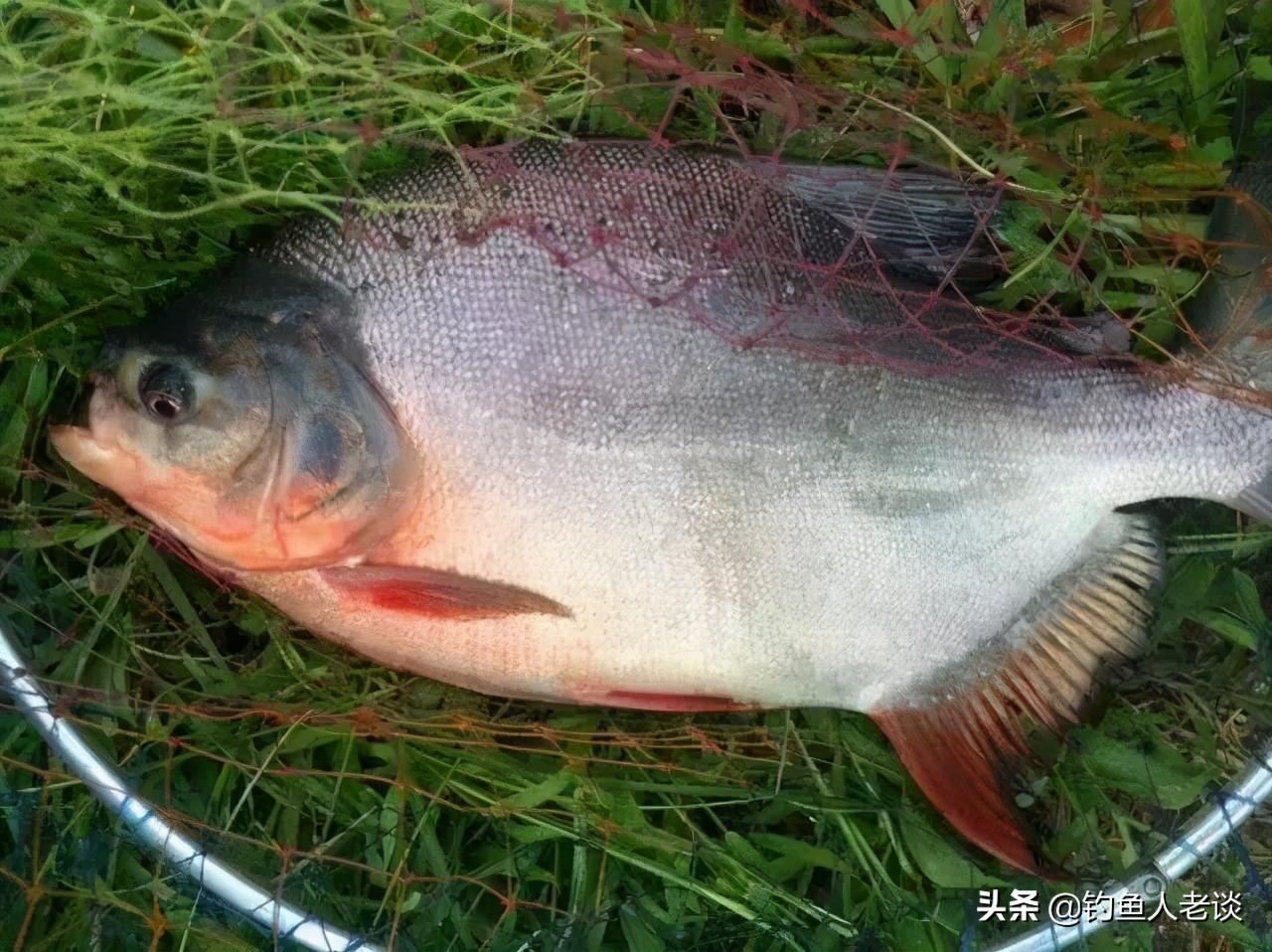 食人白鲳观赏鱼,食人鱼淡水白鲳