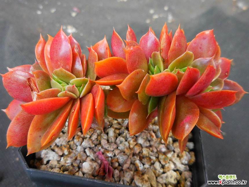 1000种多肉植物图鉴大全大图,景天科1000种多肉植物图鉴