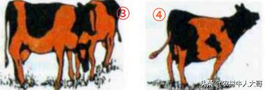 牛场管理技术方法,大型牛场管理方案