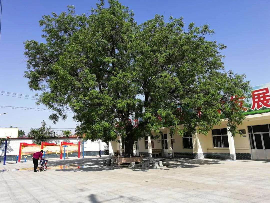 赏鹊林叠翠游魅力李鹊——“好品李鹊”杯短视频大赛开始啦