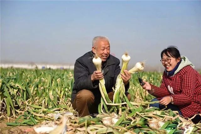 葱是菜还是调料,葱是荤