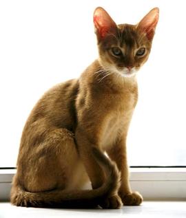 黄色背脖子白色的猫猫是啥种类,猫猫种类价格