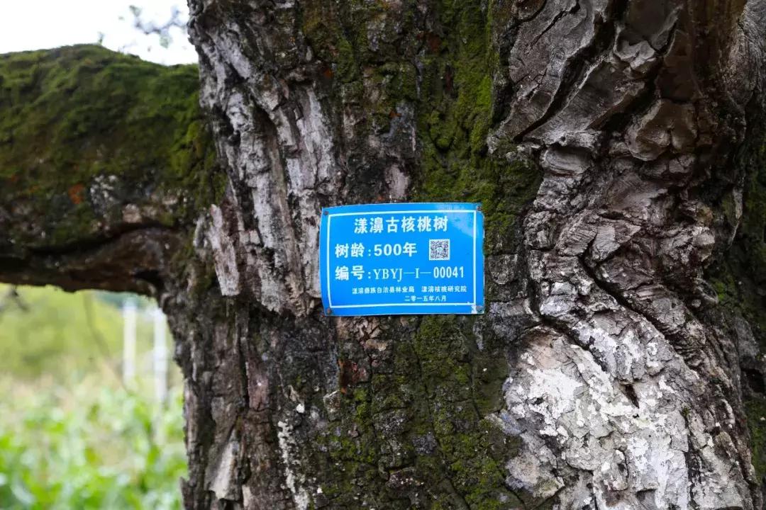 大理网红地方有哪些,云南大理网红景点洱海