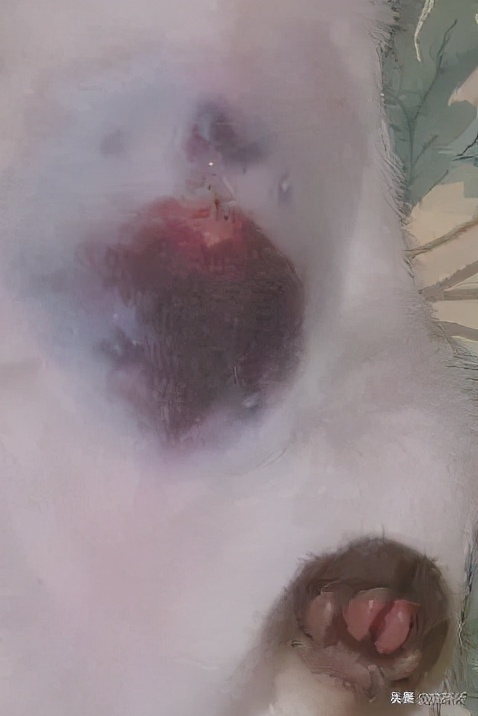 猫咪术后感染是什么表现,猫咪做完手术应激是怎么造成的