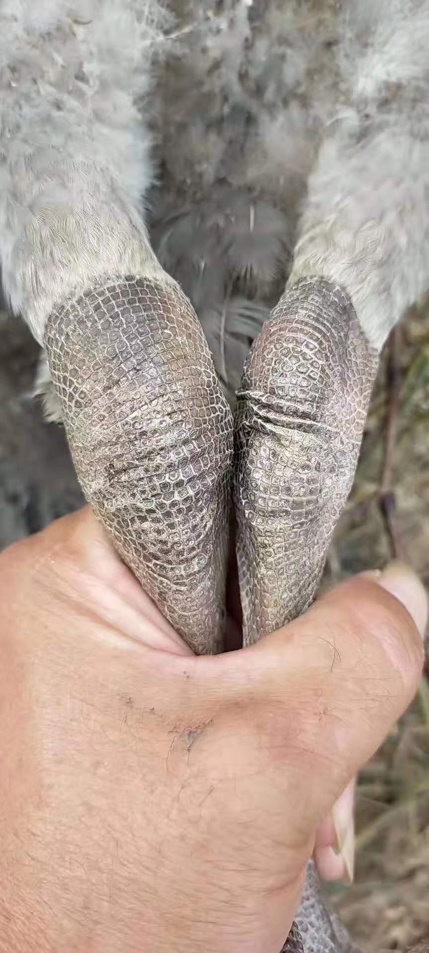 踝滑膜囊肿原因,关节型支原体