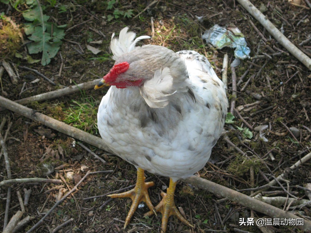 大部分人都喜欢吃鸡，但是鸡被人类驯化后还选育出了这些观赏品种