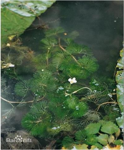 水草常见问题,常见鱼缸水草