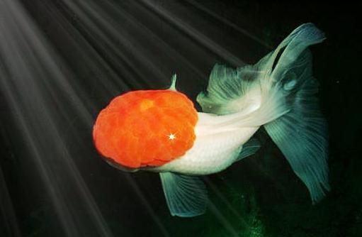 宠物金鱼最好养十大排名,宠物金鱼种类及图片大全大图