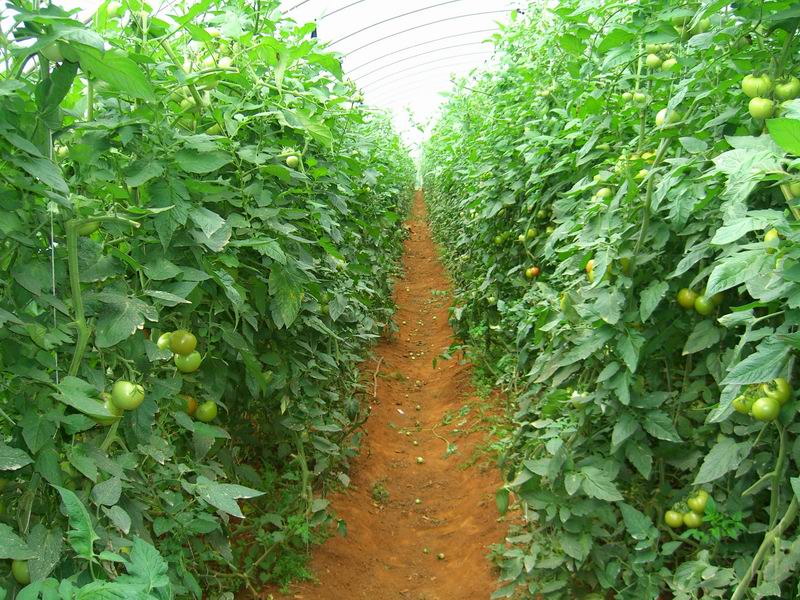 大棚西红柿种植打什么药能长大,大棚西红柿种植与管理技术