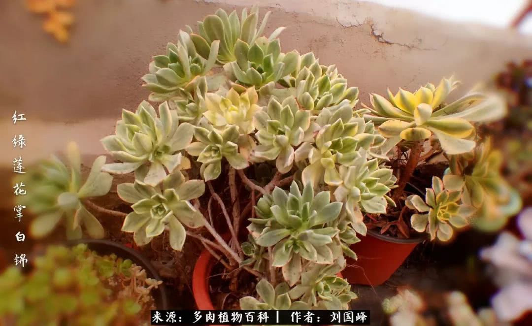 七百元打造的多肉王国，你还缺什么？