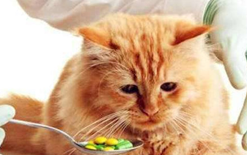 猫咪腹泻拉稀吃什么食物好,猫咪拉肚子要怎么喂益生菌