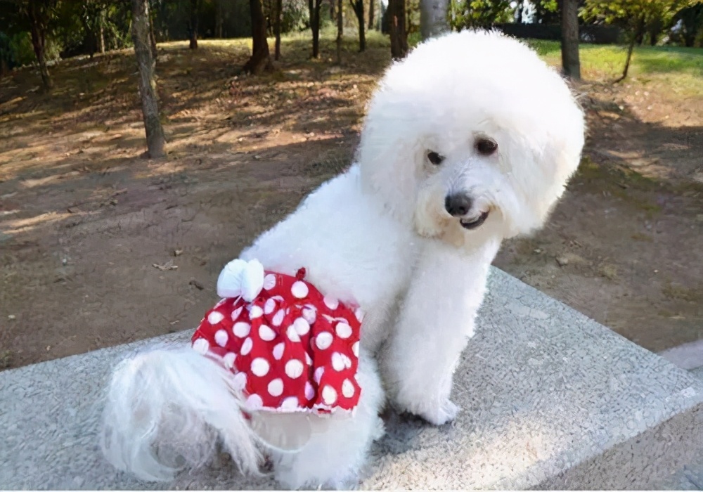 狗狗上厕所有褐色血怎么回事,养狗的尿怎么处理