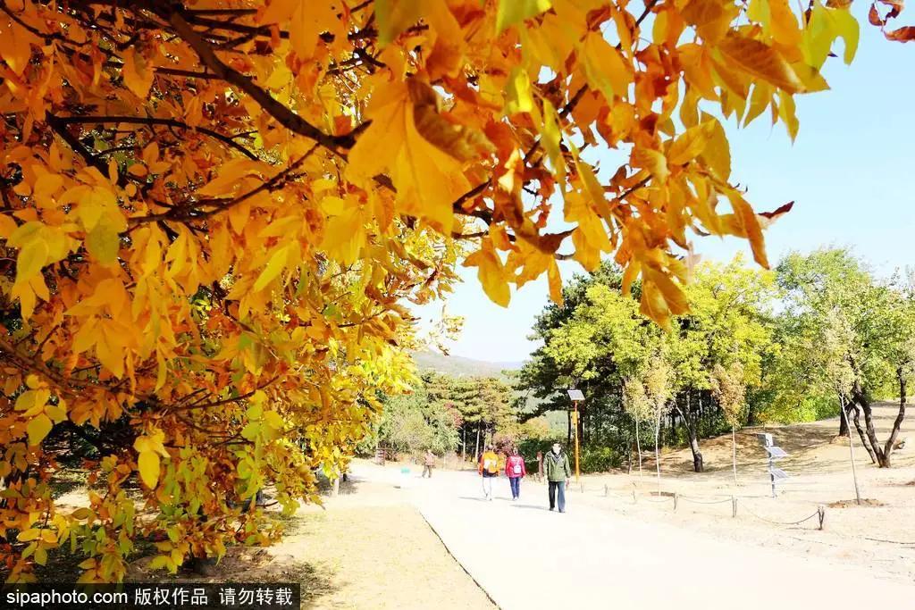 部分免费！北京赏秋“性价比”最高选择都在这儿了！