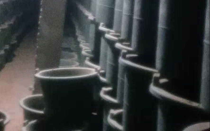 仓鼠养殖大户,仓鼠养殖场自家养殖