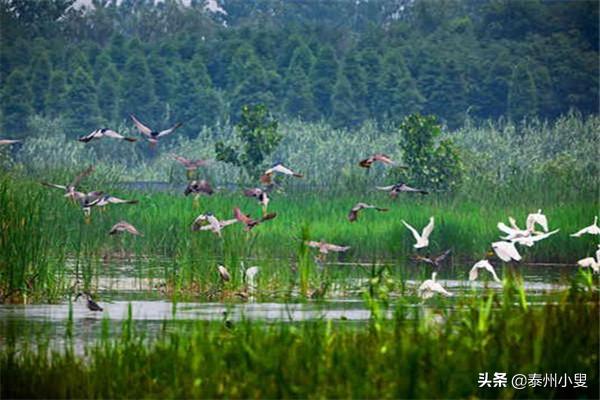 溱潼古镇与溱湖湿地公园简介,泰州溱湖湿地公园古镇溱潼
