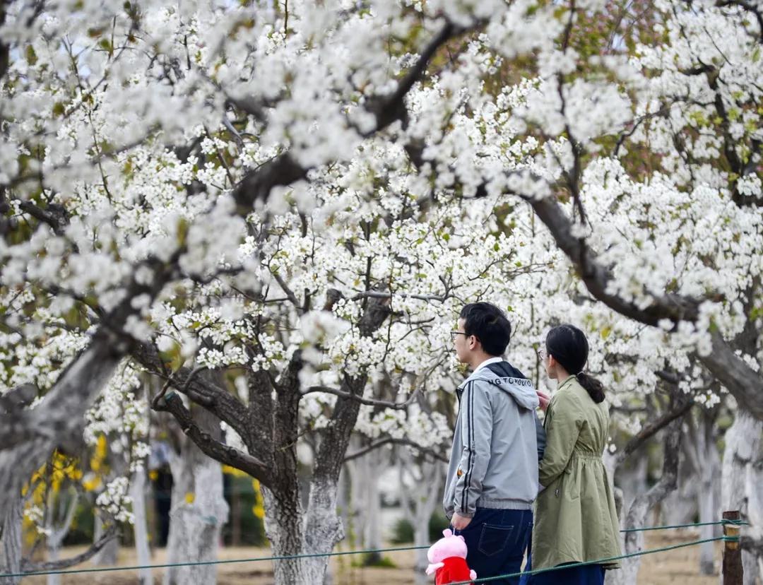 天津春天最美的花园,天津春天去赏花