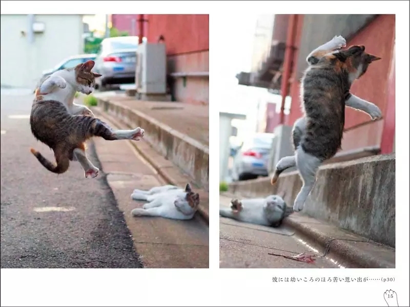 会打拳的猫叫什么,会打拳的猫发过的作品