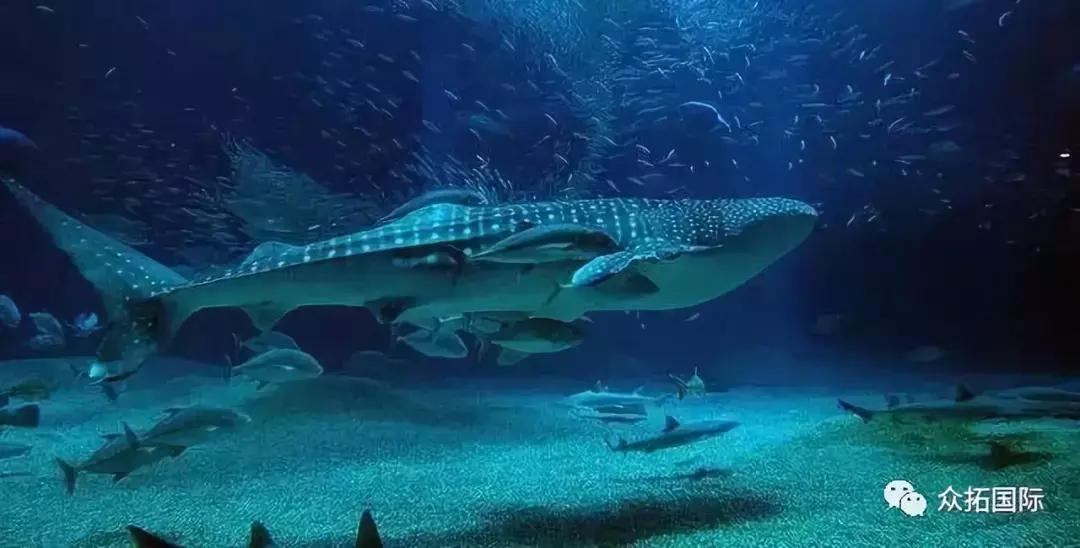 旅游攻略|日本亲子游圣地——大阪