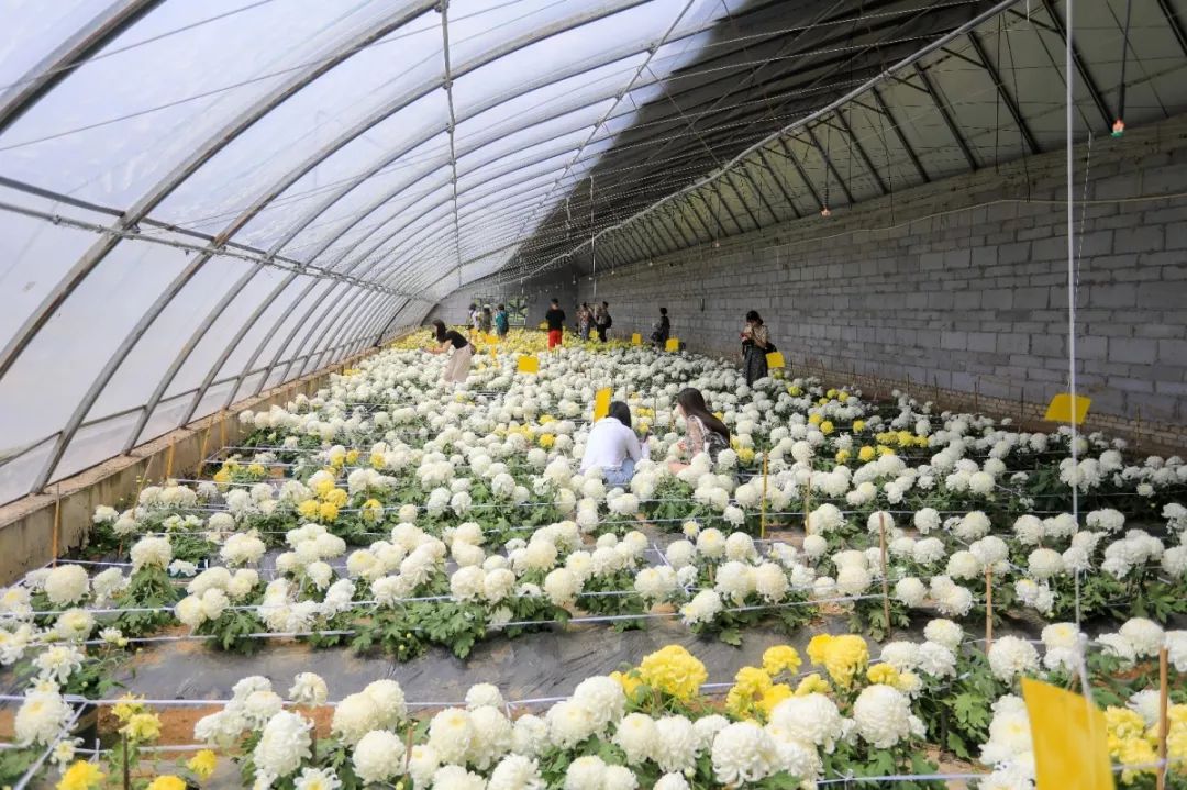 入驻盒马开品牌旗舰店,入驻盒马集市有什么条件