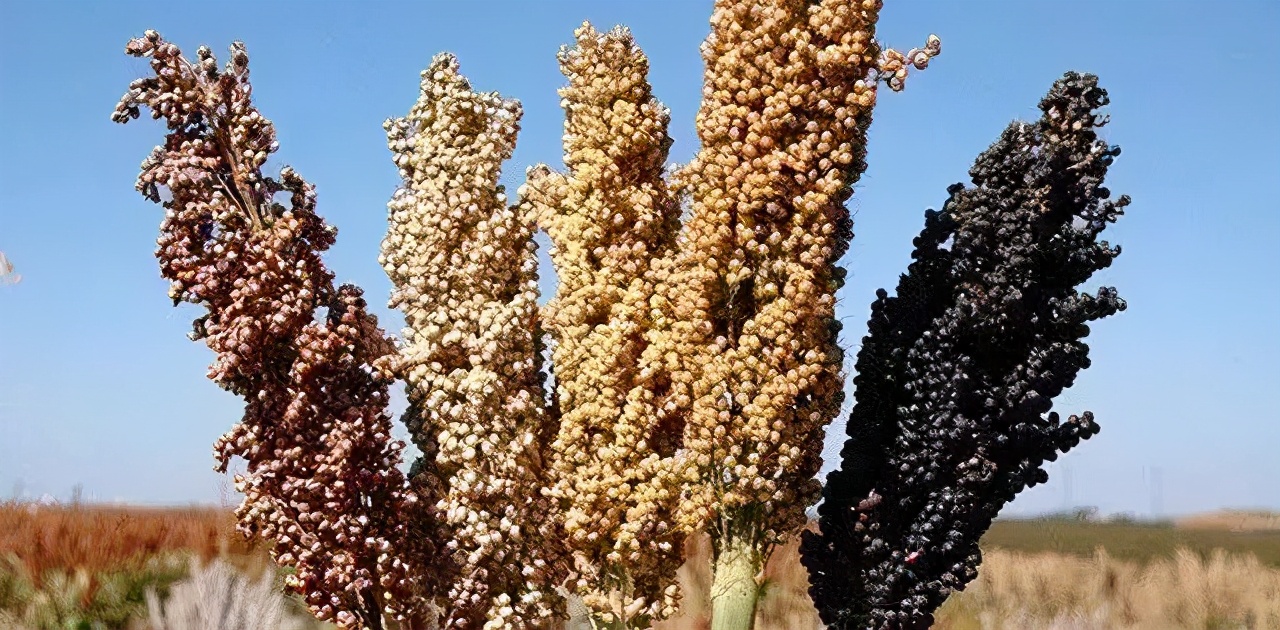 高粱全世界都有吗,高粱为何如今在中国很少见了