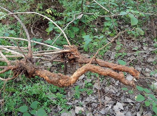 地骨皮本草记载治什么,地骨皮的归经和功效
