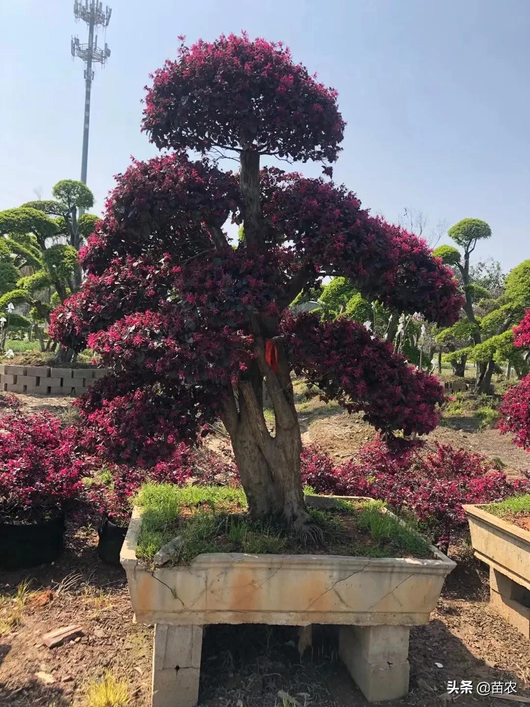 红花檵木小老桩批发,精品红花檵木老桩盆景