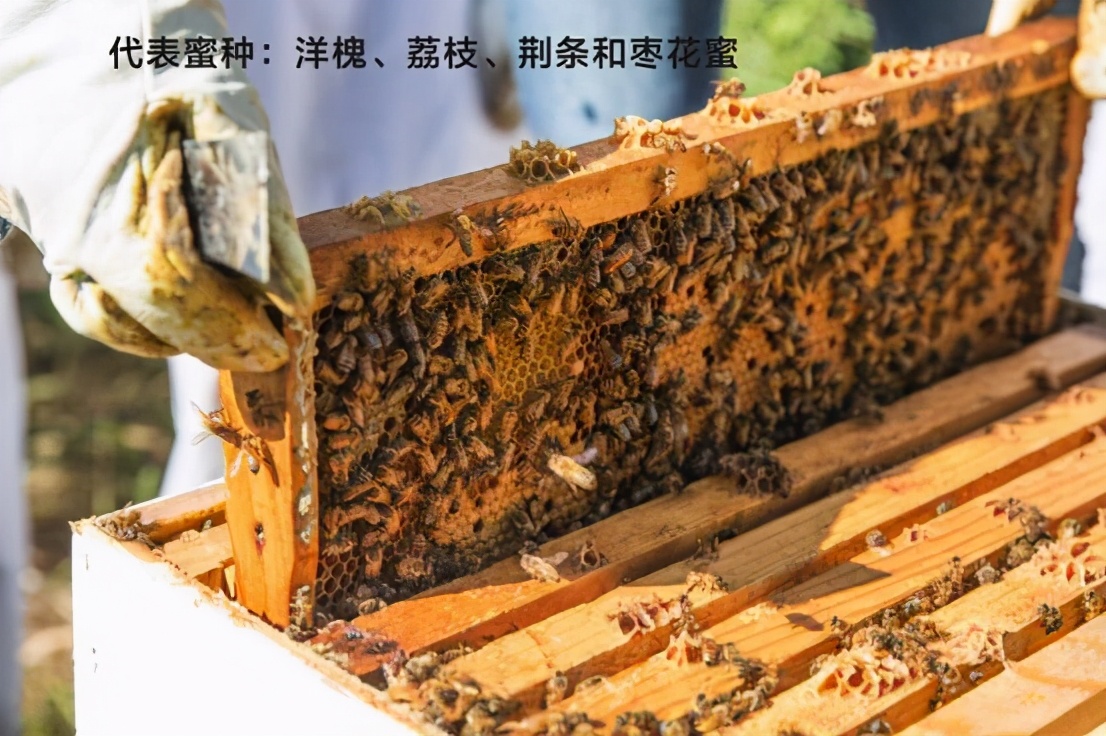 执“蜜”不悟，润口蜂蜜应该怎么挑？