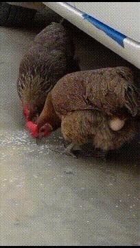 搞笑gif你以为我会乖乖地转圈吗,打着伞跳舞搞笑视频