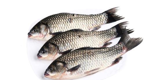 怎样成为钓鱼高手,如何成为钓鱼高手原神