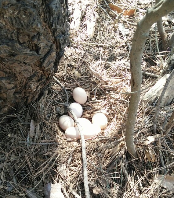 幸福的泉水响是怎么回事,幸福的泉水视频