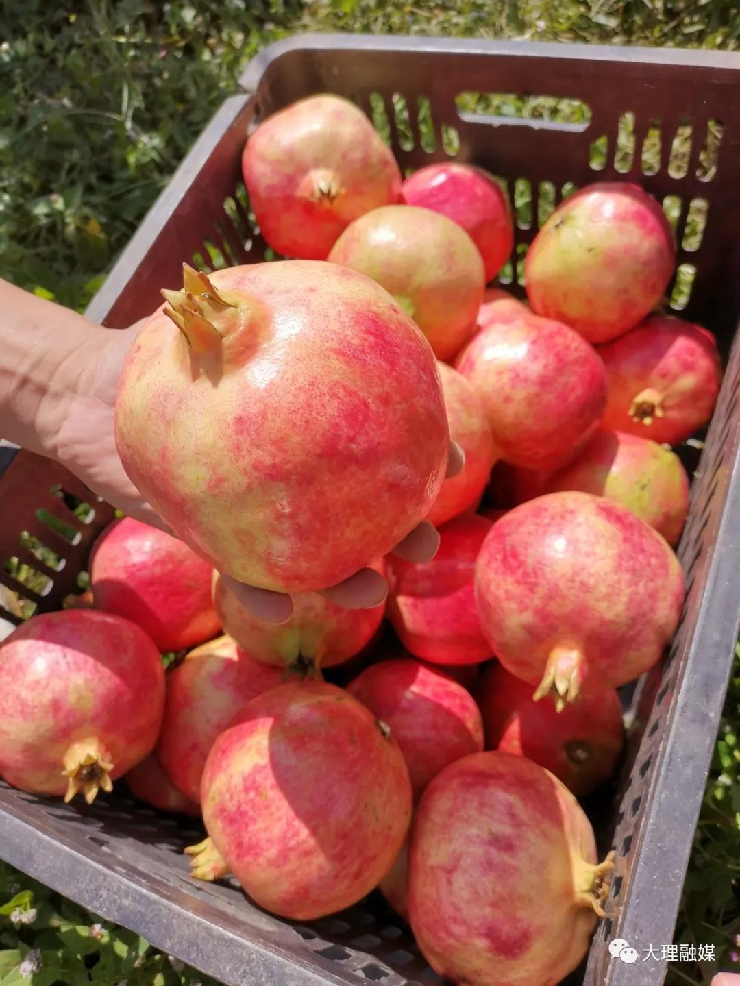 80后小伙网上卖野果,大理80后小伙