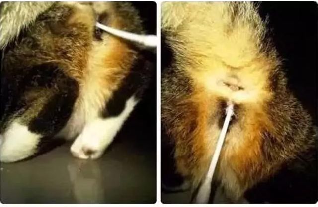 辟谣!猫咪发情用棉签可以止住?小心猫咪患上子宫蓄脓