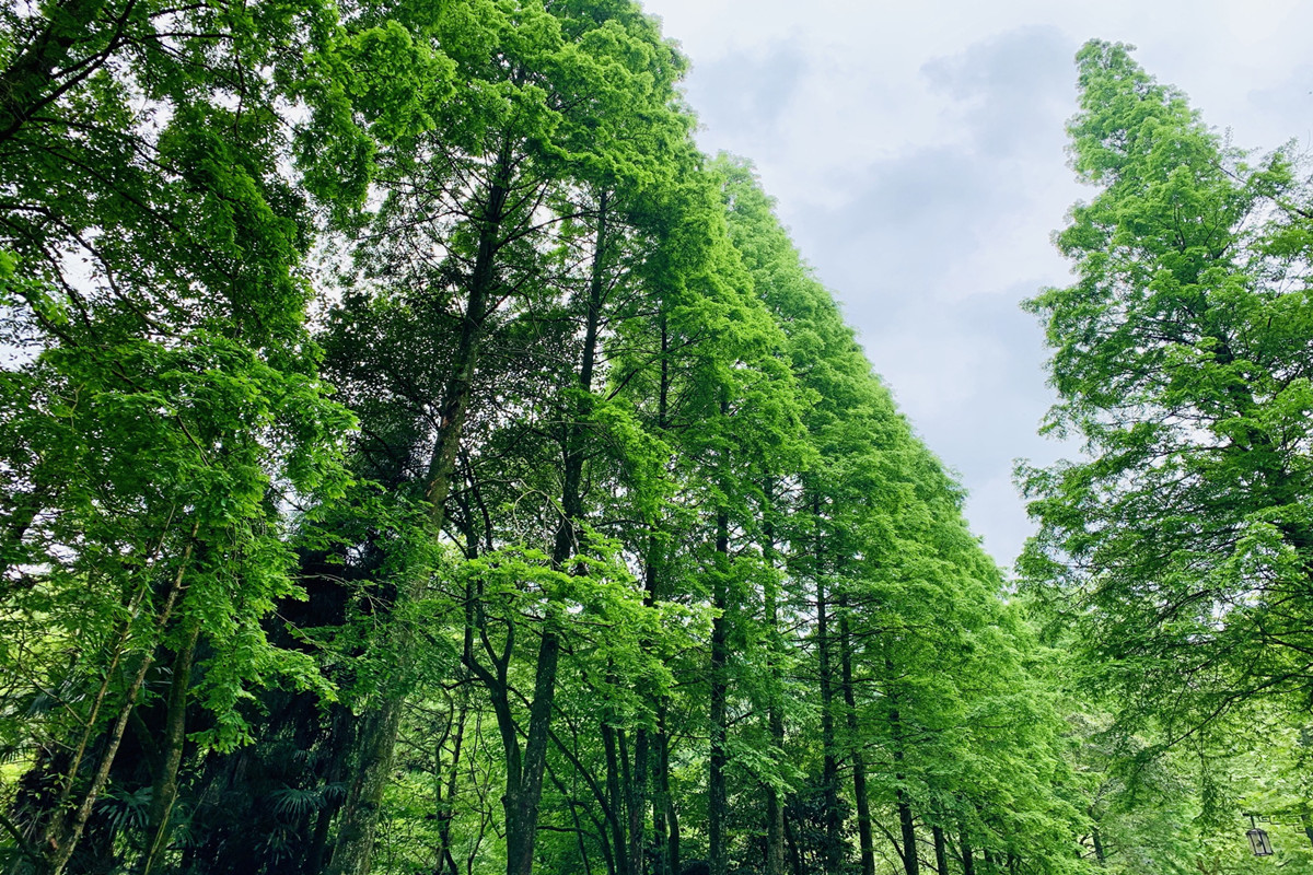 青城山齐云山龙虎山武当山,龙虎山齐云山青城山武当山崆峒山