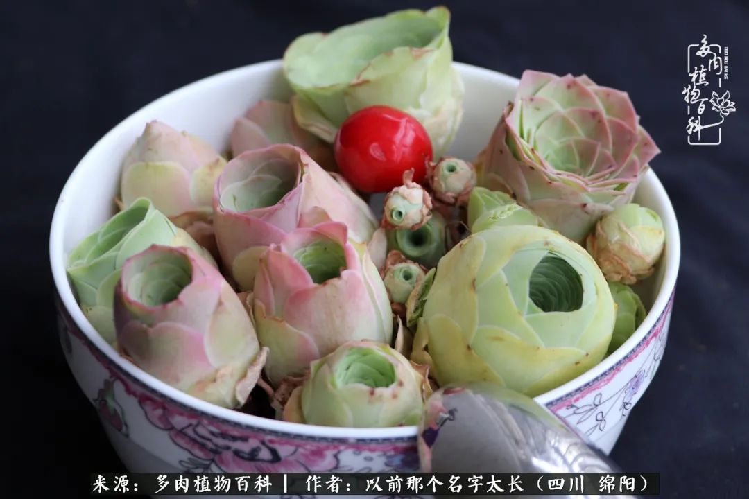 山地玫瑰夏天,山地玫瑰花怎么玩