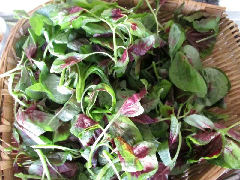 半斤苋菜含多少草酸,一两苋菜一两金啥意思