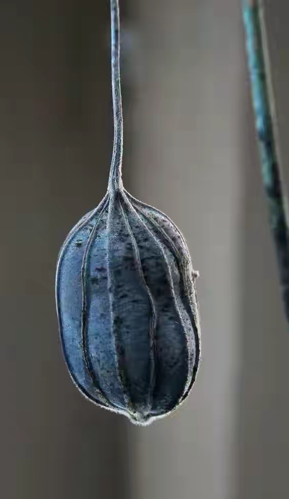 世界十大珍贵的植物图片,世界上罕见的名贵植物图片