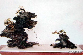 丛林式盆景欣赏,盆景欣赏及制作