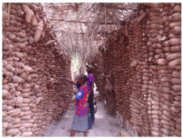 山药种苗繁殖技术,山药育苗留种技术