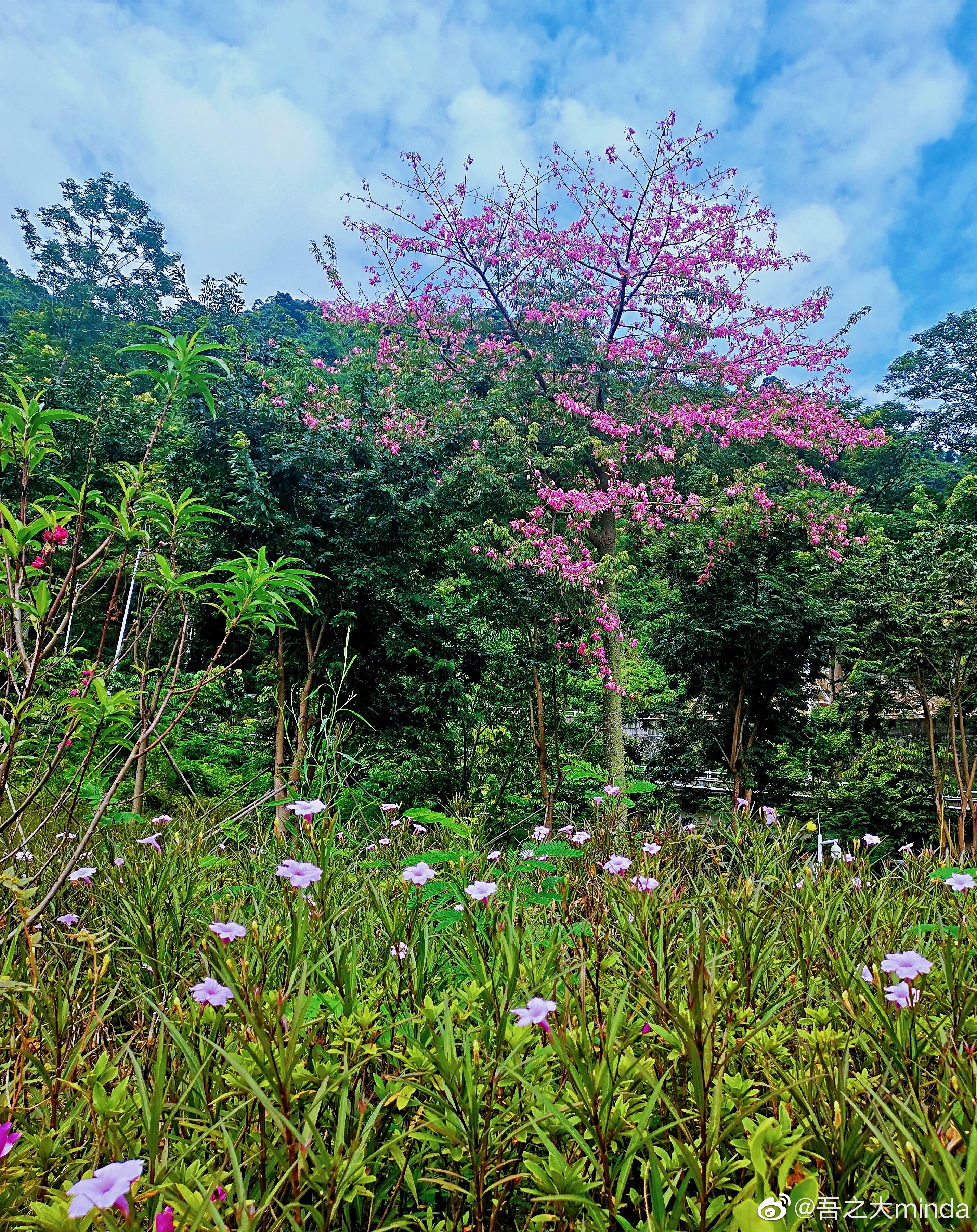 梧桐山下幽径,梧桐山下清风明月