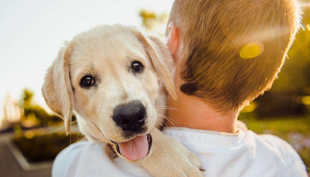 狗狗皮肤癌治疗方案,狗狗得皮肤癌的症状