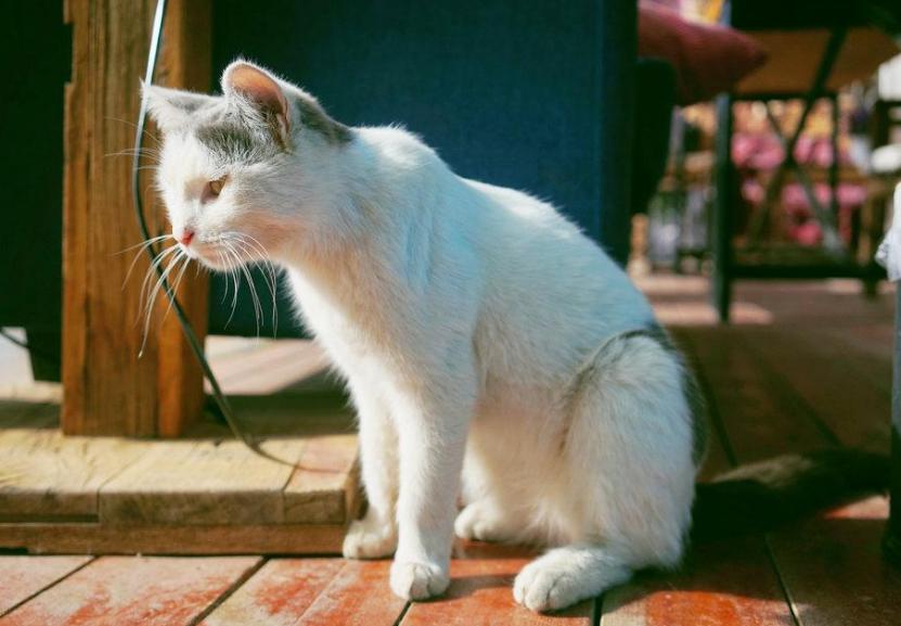 最“听话”的6种猫咪，主人说“东”绝不会往“西”