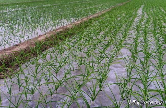 露天蔬菜种植怎样使用防虫网,蔬菜种植技术知识大全