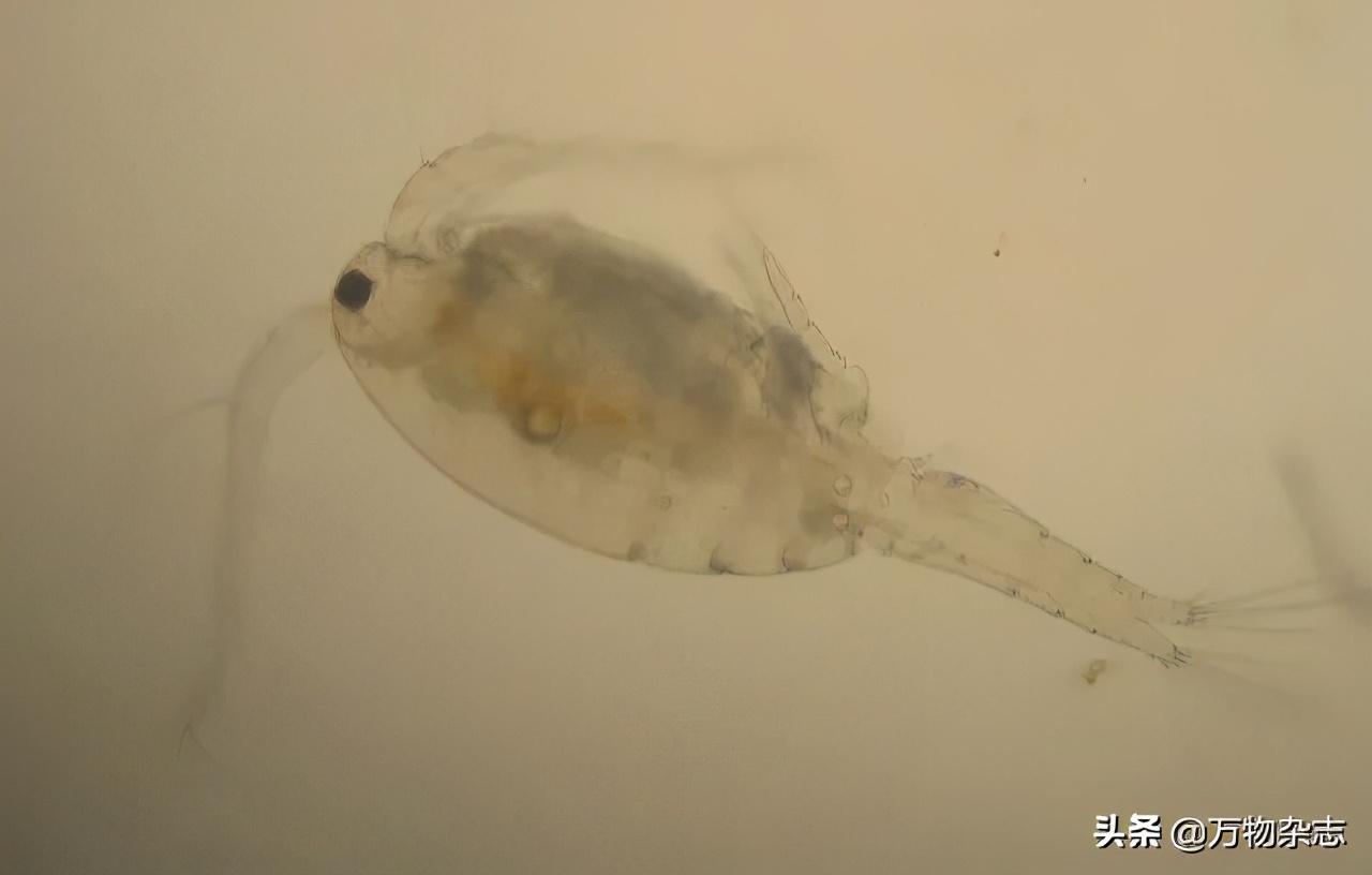 烤肉为什么香,烤肉香是什么原理