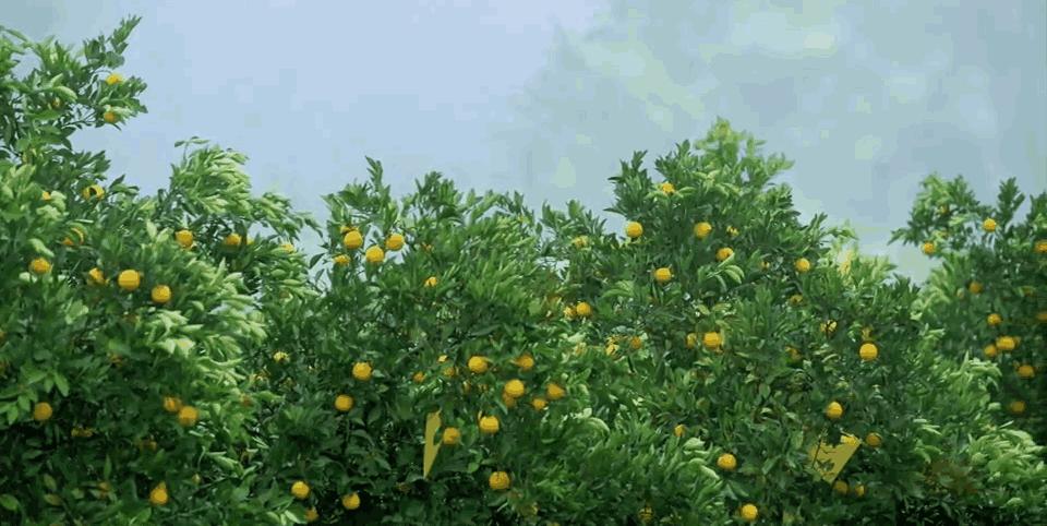 橙子怎么挑才最甜最好吃,橙子的品种哪个最好吃