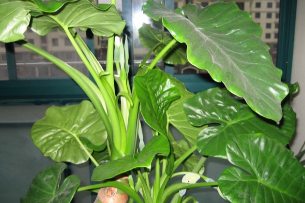 滴水观音的叶子发黄怎么办,滴水观音叶子发黄怎么处理