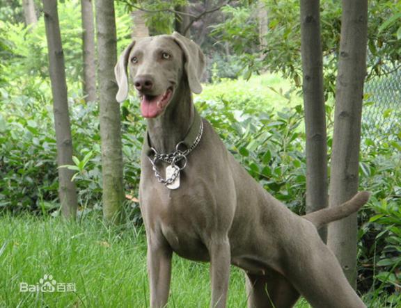 宠物狗大全免费观看,什么狗最好养又听话又聪明大型犬
