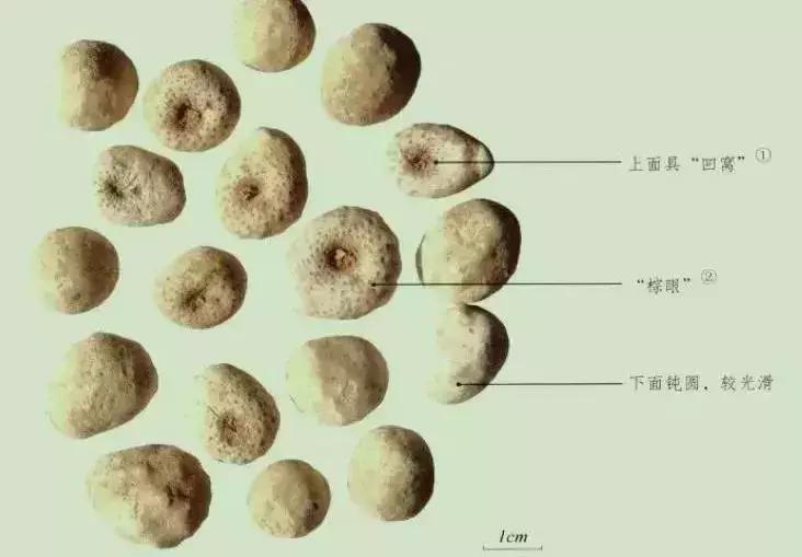 玉米和杂草对比图,玉米地里的草和玉米一样高怎么办